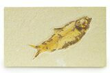 Detailed Fossil Fish (Knightia) - Wyoming #333791-1